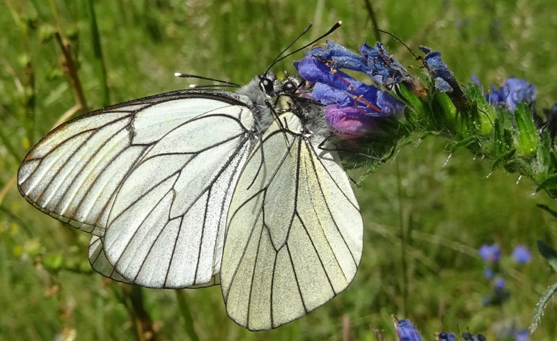 91 uova gialle : Aporia crataegi su..... Sambucus nigra